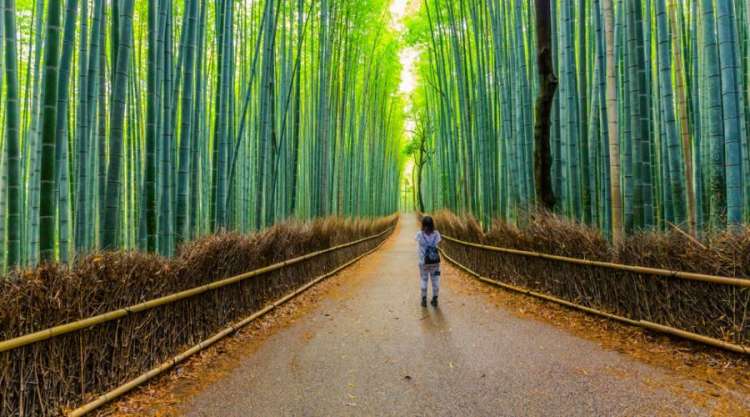 La foresta di bambù di Arashiyama